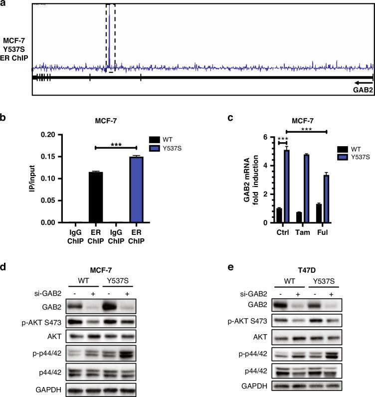 https://cdn.ncbi.nlm.nih.gov/pmc/blobs/ce5d/7782501/8dd3ef77e218/41416_2020_1174_Fig4_HTML.jpg