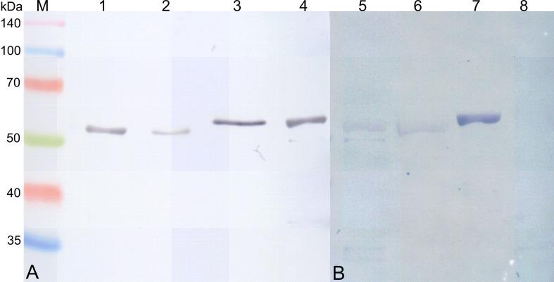 https://cdn.ncbi.nlm.nih.gov/pmc/blobs/ce60/4734655/9fb76f4fd7db/pone.0148030.g002.jpg