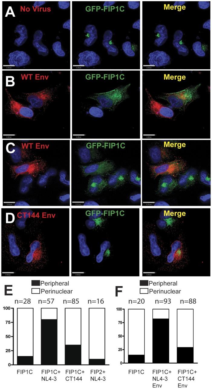 https://cdn.ncbi.nlm.nih.gov/pmc/blobs/ce61/3616983/1e8fcd43d28f/ppat.1003278.g004.jpg