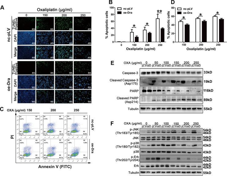 https://cdn.ncbi.nlm.nih.gov/pmc/blobs/ce61/5216997/d53856fc8ae1/oncotarget-07-48027-g003.jpg