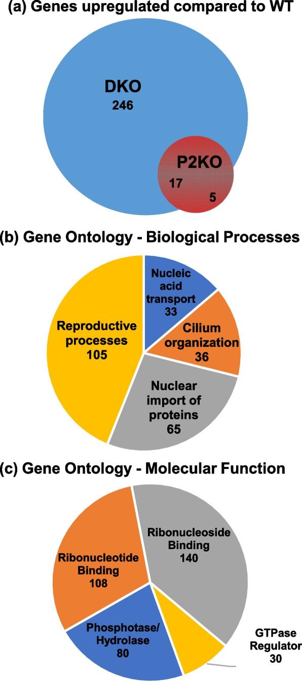 https://cdn.ncbi.nlm.nih.gov/pmc/blobs/ce61/9555066/119872c37c49/12958_2022_1018_Fig7_HTML.jpg
