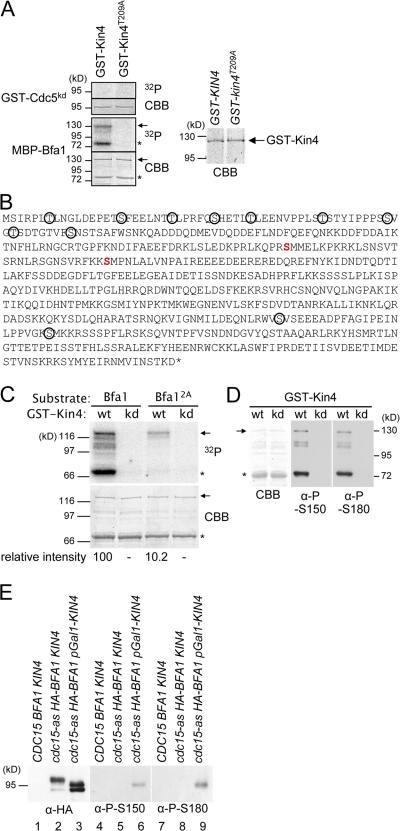 https://cdn.ncbi.nlm.nih.gov/pmc/blobs/ce63/2064790/d8c834afdd4f/jcb1790423f02.jpg