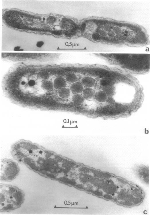https://cdn.ncbi.nlm.nih.gov/pmc/blobs/ce65/233085/98a6bff4b4db/jbacter00314-0534-a.jpg