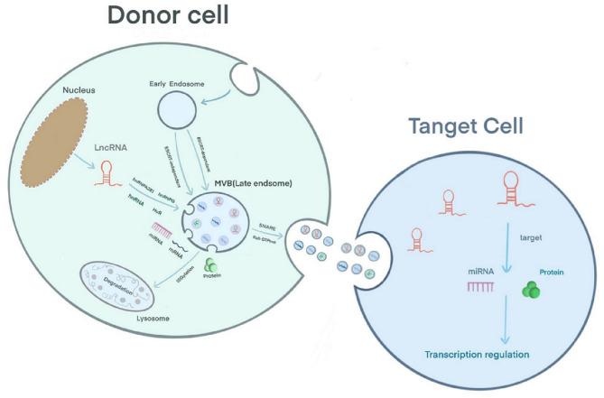 https://cdn.ncbi.nlm.nih.gov/pmc/blobs/ce66/8295603/bb9394c6453b/fcvm-08-709169-g0001.jpg