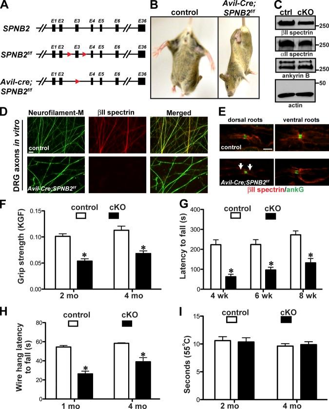 https://cdn.ncbi.nlm.nih.gov/pmc/blobs/ce68/3824014/f15e6fa14723/JCB_201308116_Fig1.jpg