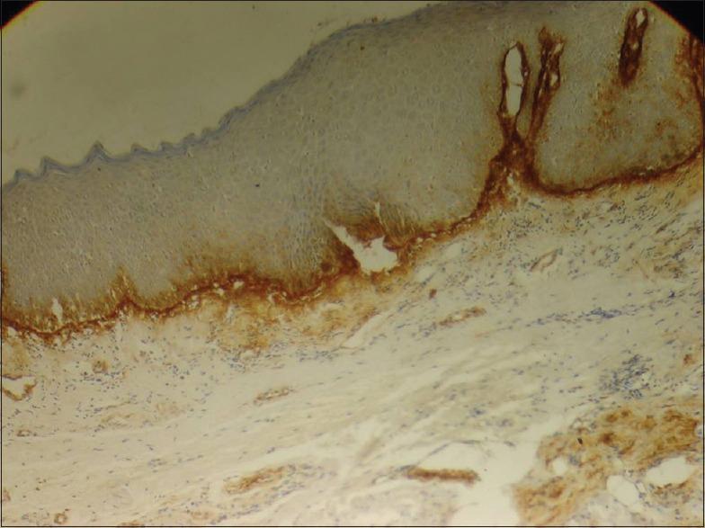 https://cdn.ncbi.nlm.nih.gov/pmc/blobs/ce68/4774280/c479495274fd/JOMFP-19-291-g005.jpg