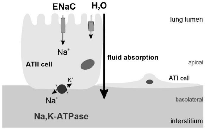 https://cdn.ncbi.nlm.nih.gov/pmc/blobs/ce68/8946560/521a74af39c0/biomolecules-12-00437-g001.jpg