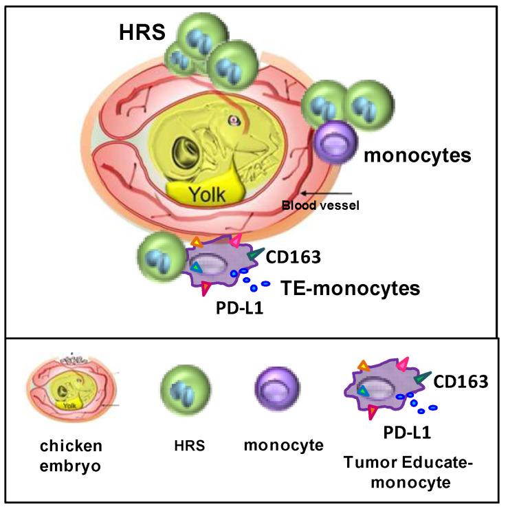 https://cdn.ncbi.nlm.nih.gov/pmc/blobs/ce6a/9139207/3d11756d02d2/cancers-14-02427-g007.jpg