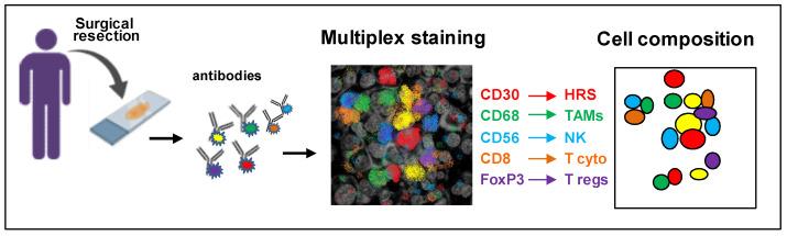 https://cdn.ncbi.nlm.nih.gov/pmc/blobs/ce6a/9139207/fb0214272374/cancers-14-02427-g003.jpg