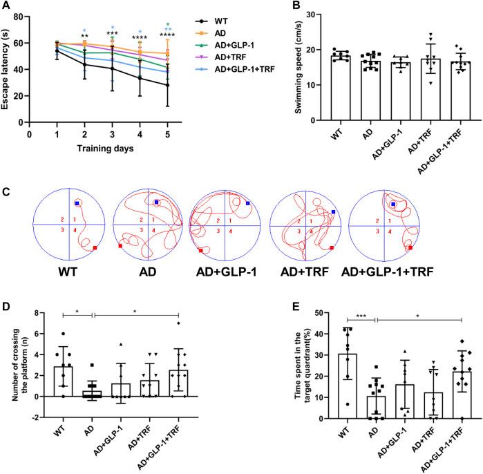 https://cdn.ncbi.nlm.nih.gov/pmc/blobs/ce6c/9487156/eab5c3c29a4b/fphys-13-911437-g005.jpg