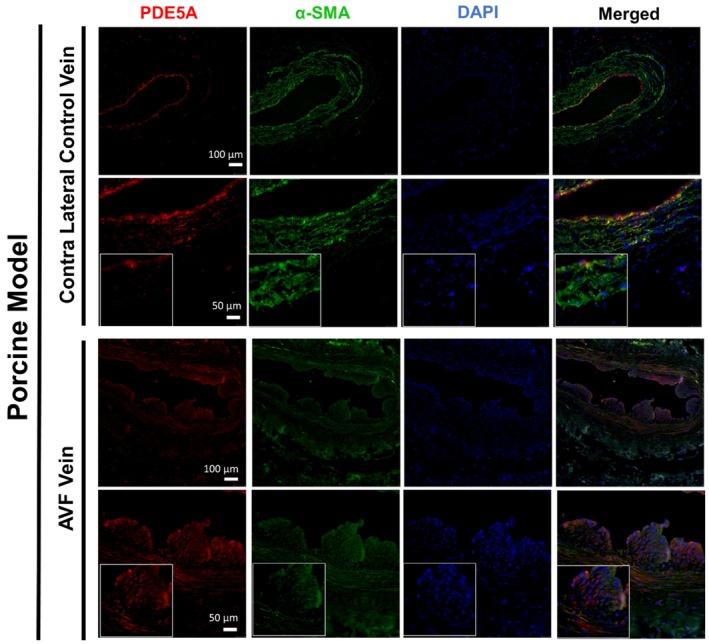 https://cdn.ncbi.nlm.nih.gov/pmc/blobs/ce72/12040441/e9ef19b6bc4b/PHY2-13-e70331-g004.jpg