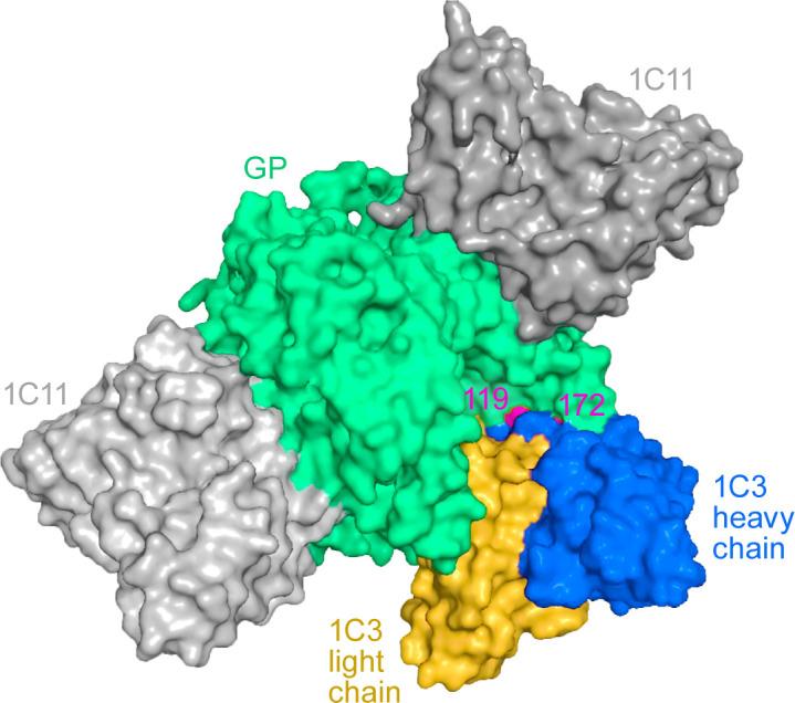 https://cdn.ncbi.nlm.nih.gov/pmc/blobs/ce76/12282081/7bb4164e4631/jvi.00296-25.f004.jpg