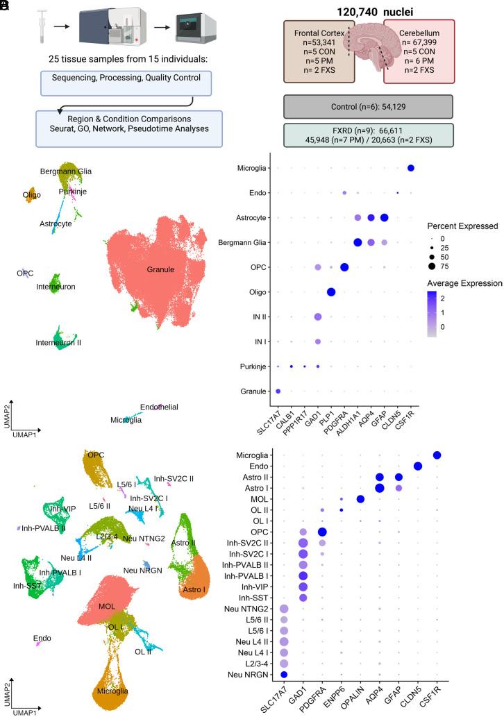 https://cdn.ncbi.nlm.nih.gov/pmc/blobs/ce78/10265985/6d98b12bfe0e/pnas.2300052120fig01.jpg
