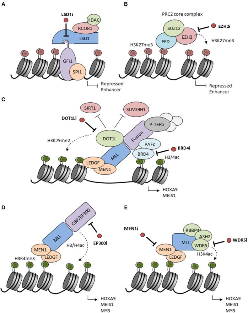 https://cdn.ncbi.nlm.nih.gov/pmc/blobs/ce78/6743337/7d5203e59d55/fonc-09-00850-g0001.jpg