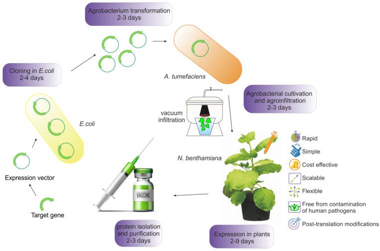 https://cdn.ncbi.nlm.nih.gov/pmc/blobs/ce7d/11678810/4b59a7b2cbd5/plants-13-03564-g001.jpg