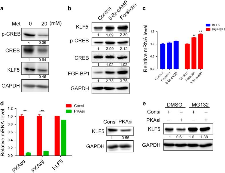 https://cdn.ncbi.nlm.nih.gov/pmc/blobs/ce7e/5396048/2b2e5c1cd150/celldisc201710-f4.jpg