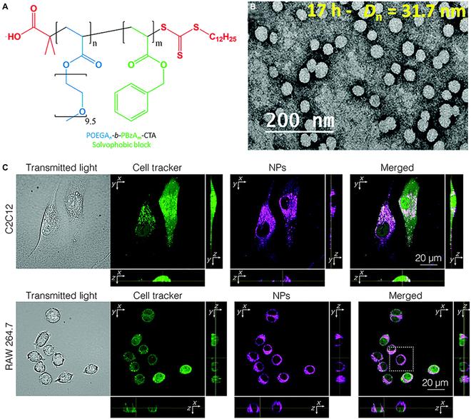 https://cdn.ncbi.nlm.nih.gov/pmc/blobs/ce88/10202185/6597e4ddd11e/research.0113.fig.011.jpg