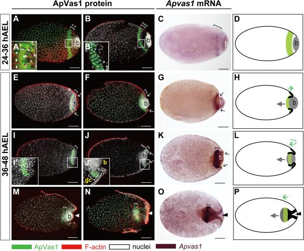 https://cdn.ncbi.nlm.nih.gov/pmc/blobs/ce88/4030528/9a93133427f1/2041-9139-5-18-4.jpg