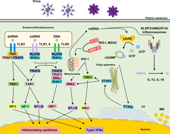 https://cdn.ncbi.nlm.nih.gov/pmc/blobs/ce8b/9207338/a5fc311ca4f2/fcimb-12-910654-g001.jpg