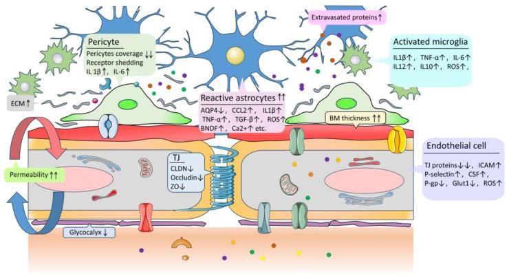 https://cdn.ncbi.nlm.nih.gov/pmc/blobs/ce8f/10674591/ba60561aef99/molecules-28-07631-g003.jpg