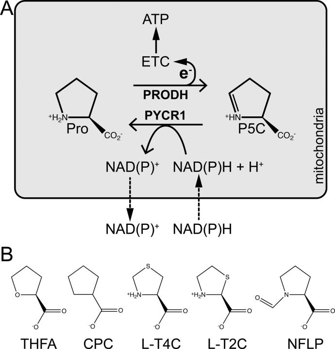 https://cdn.ncbi.nlm.nih.gov/pmc/blobs/ce96/7939384/c7cfbeb13f88/gr1.jpg