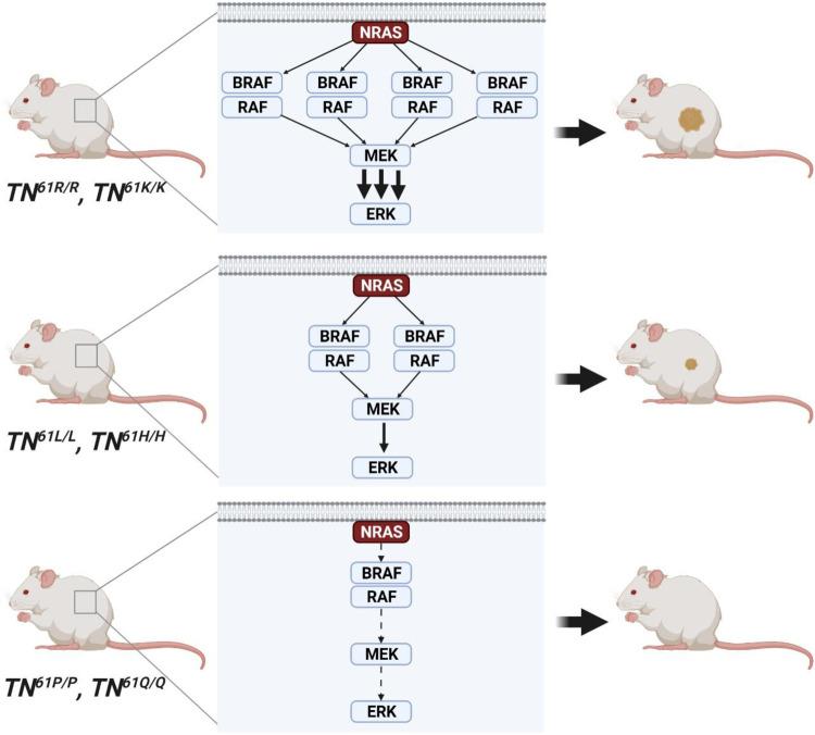 https://cdn.ncbi.nlm.nih.gov/pmc/blobs/ce97/9174180/01bf00ad62b7/41467_2022_30881_Fig8_HTML.jpg