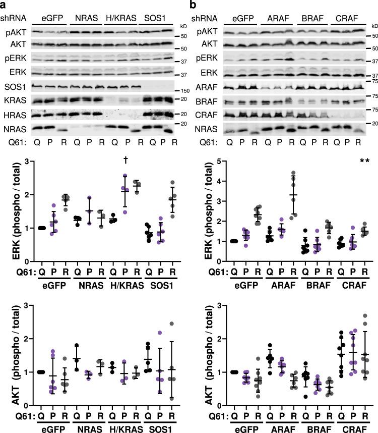 https://cdn.ncbi.nlm.nih.gov/pmc/blobs/ce97/9174180/53fc67dfa19d/41467_2022_30881_Fig5_HTML.jpg