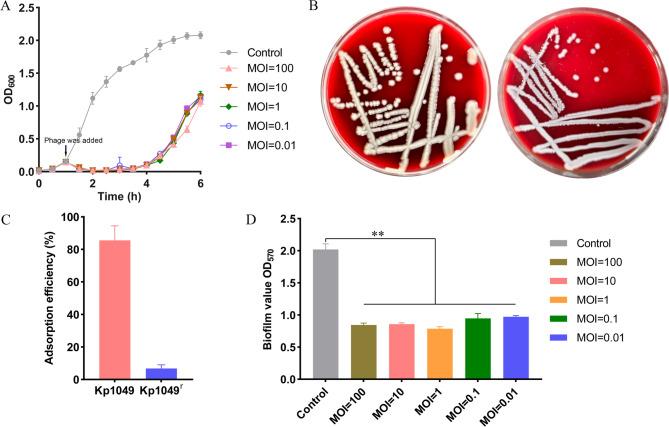 https://cdn.ncbi.nlm.nih.gov/pmc/blobs/ce98/12311074/a81cc0d939b2/13568_2025_1919_Fig6_HTML.jpg