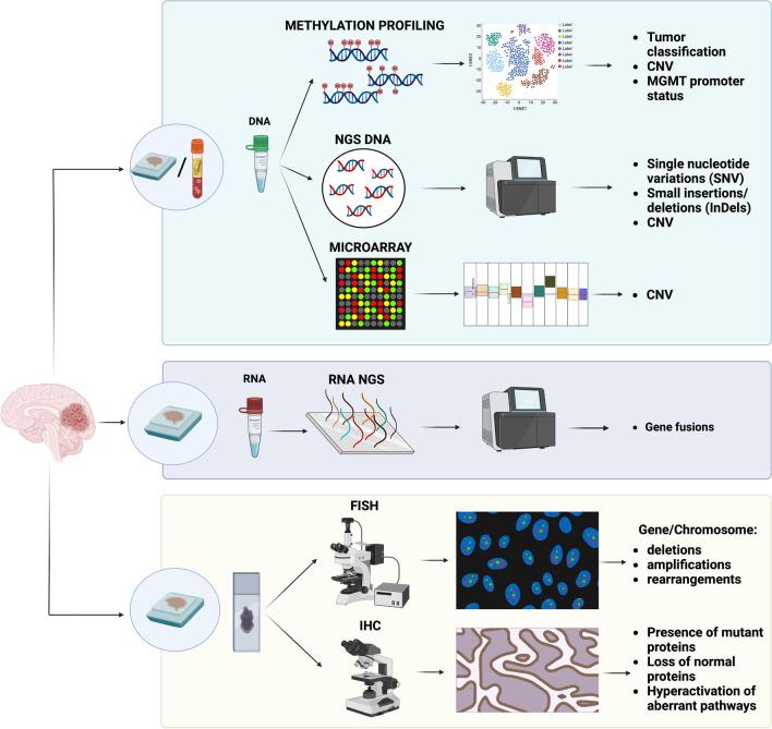 https://cdn.ncbi.nlm.nih.gov/pmc/blobs/ce9d/10948579/dbff30cbdc27/428_2023_3632_Fig1_HTML.jpg