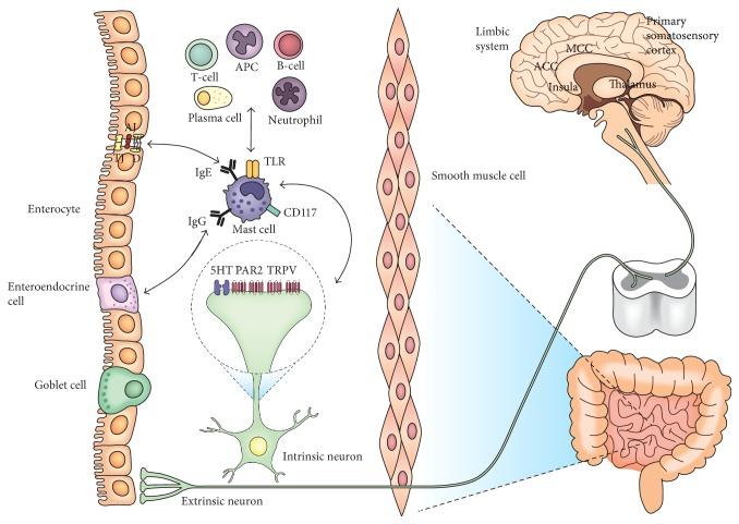 https://cdn.ncbi.nlm.nih.gov/pmc/blobs/ce9f/5225338/760925758846/GRP2016-2031480.001.jpg