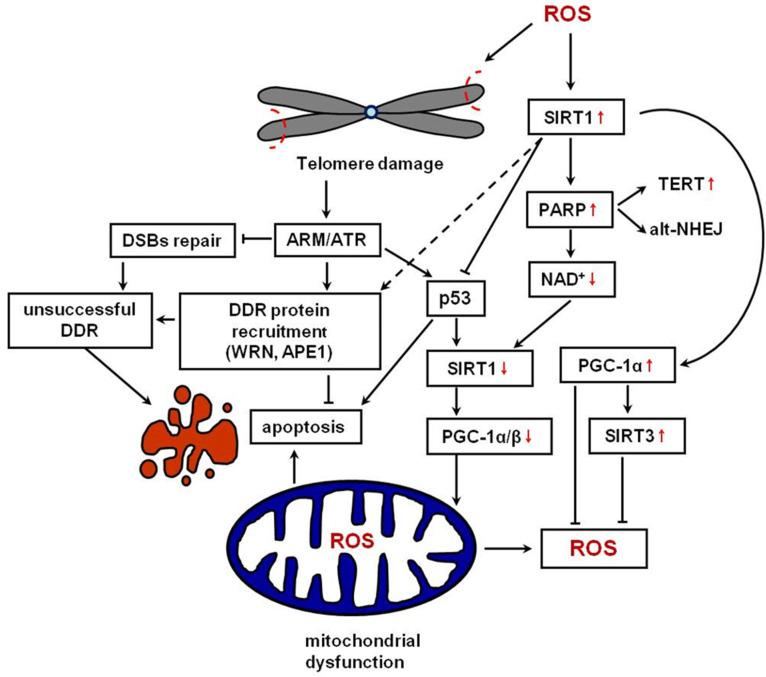 https://cdn.ncbi.nlm.nih.gov/pmc/blobs/cea1/11354255/49b8c3cdc56d/ijms-25-08652-g003.jpg
