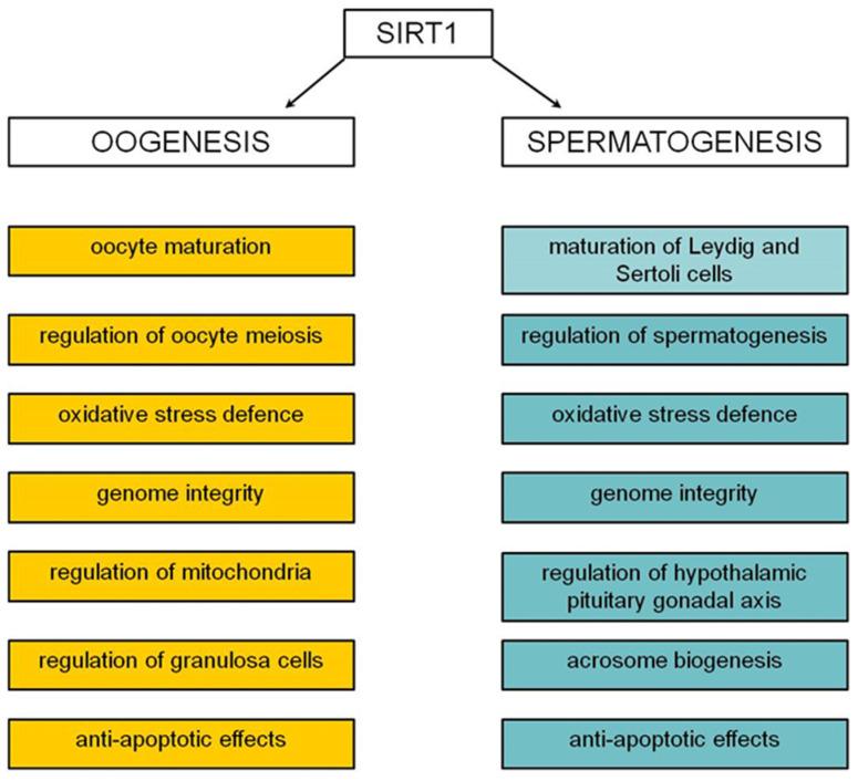 https://cdn.ncbi.nlm.nih.gov/pmc/blobs/cea1/11354255/c7c6c7fa5d5d/ijms-25-08652-g002.jpg