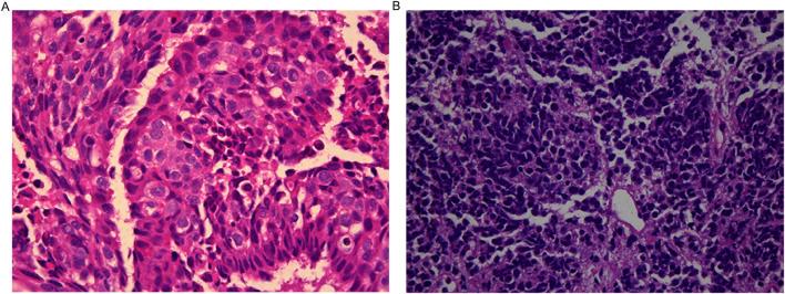 https://cdn.ncbi.nlm.nih.gov/pmc/blobs/cea3/12354512/62babc75fe56/fphar-16-1652092-g004.jpg