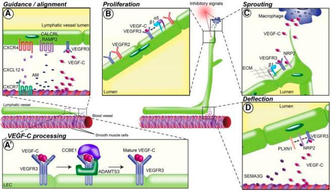 https://cdn.ncbi.nlm.nih.gov/pmc/blobs/cea4/9856498/03a1055caf58/cells-12-00319-g001.jpg