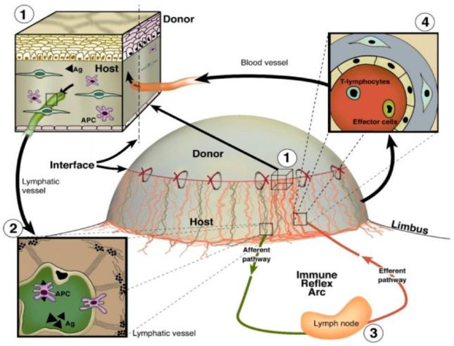 https://cdn.ncbi.nlm.nih.gov/pmc/blobs/cea4/9856498/87540cf6ac2a/cells-12-00319-g005.jpg