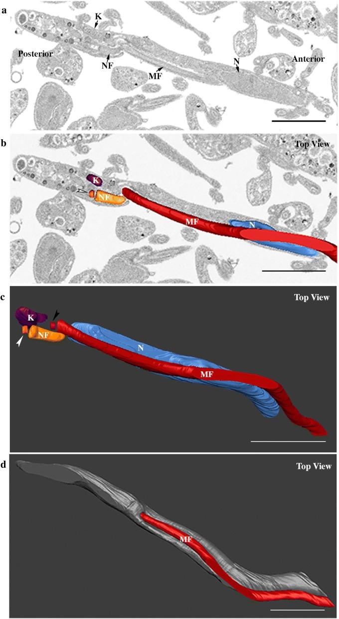 https://cdn.ncbi.nlm.nih.gov/pmc/blobs/cea6/7132888/ed8f9fe22f0d/13071_2020_4026_Fig2_HTML.jpg