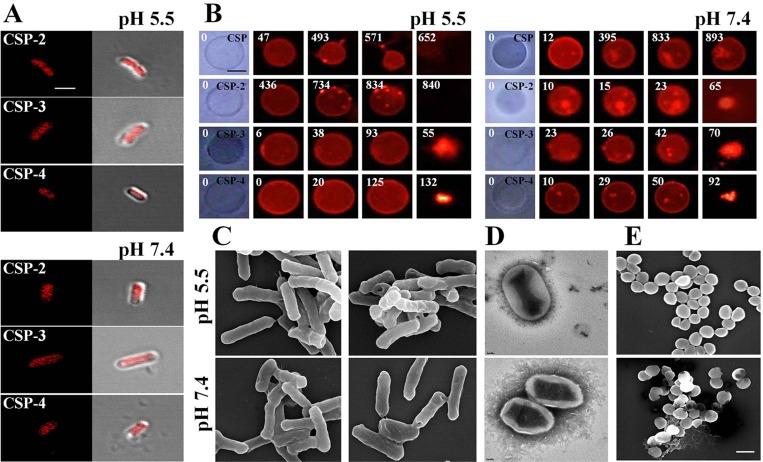 https://cdn.ncbi.nlm.nih.gov/pmc/blobs/cea7/5884652/bd10d6c94e16/oncotarget-09-15616-g007.jpg