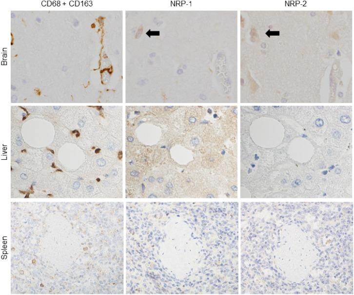 https://cdn.ncbi.nlm.nih.gov/pmc/blobs/cea9/4764655/510966f84774/pone.0147358.g001.jpg