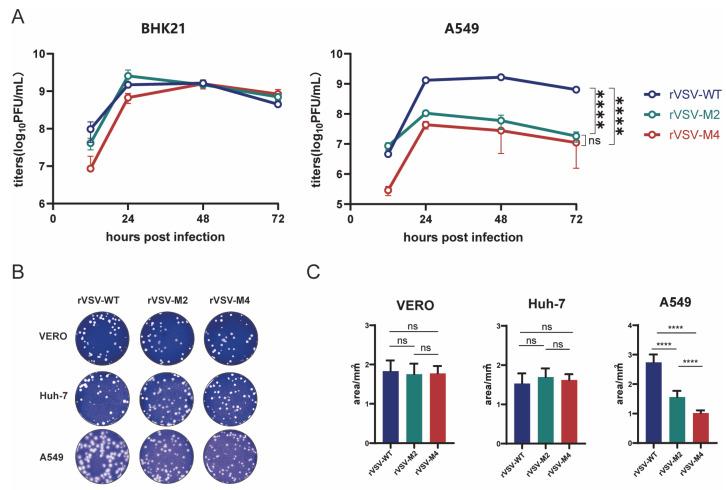 https://cdn.ncbi.nlm.nih.gov/pmc/blobs/ceab/12390721/19811e5260c8/viruses-17-01062-g002.jpg