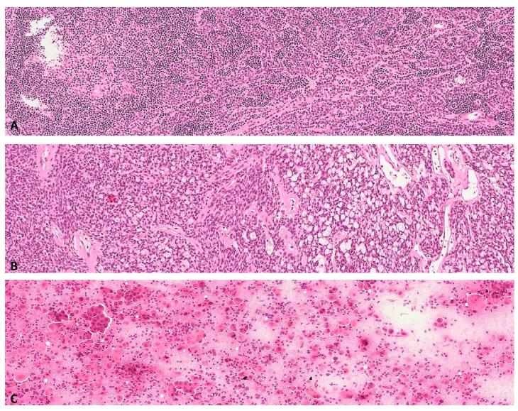 https://cdn.ncbi.nlm.nih.gov/pmc/blobs/ceab/7692310/7f7dedc717cd/diagnostics-10-00893-g002.jpg