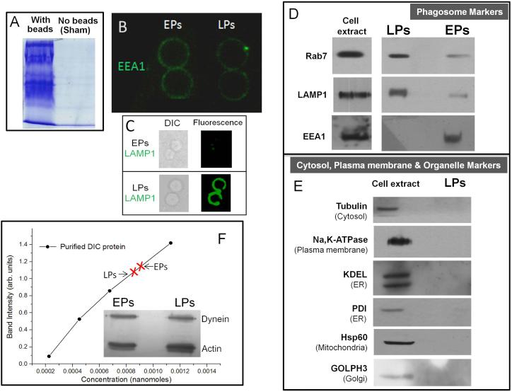 https://cdn.ncbi.nlm.nih.gov/pmc/blobs/cead/4752818/6a38e989fc9a/figs2.jpg