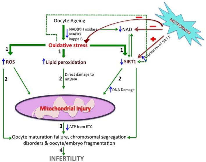 https://cdn.ncbi.nlm.nih.gov/pmc/blobs/ceae/6281994/cdd58a19ba8f/fphys-09-01722-g0001.jpg