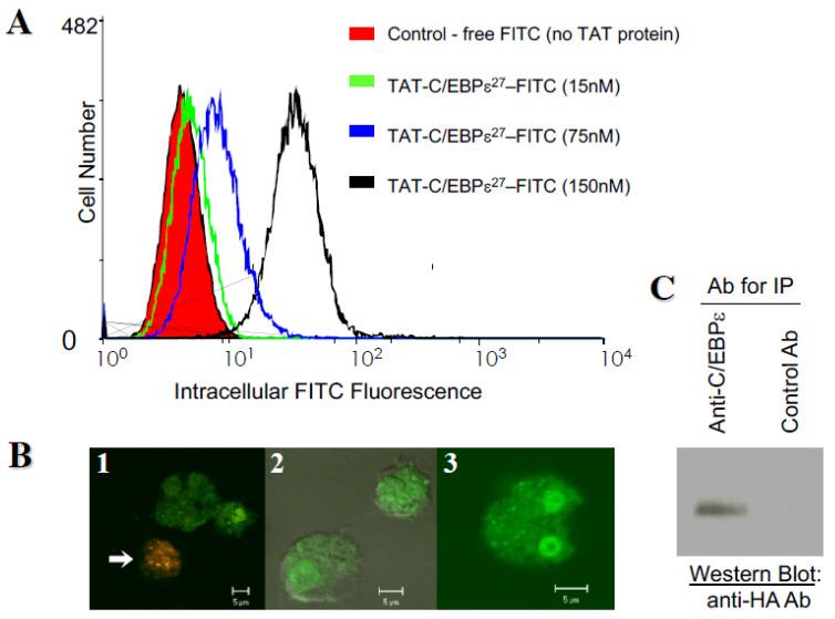 https://cdn.ncbi.nlm.nih.gov/pmc/blobs/ceb0/8657826/223dc6cd9912/ijms-22-12689-g002.jpg
