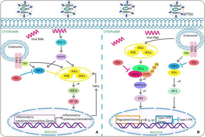 https://cdn.ncbi.nlm.nih.gov/pmc/blobs/ceb0/9240209/ebdd36057316/fcimb-12-808098-g002.jpg