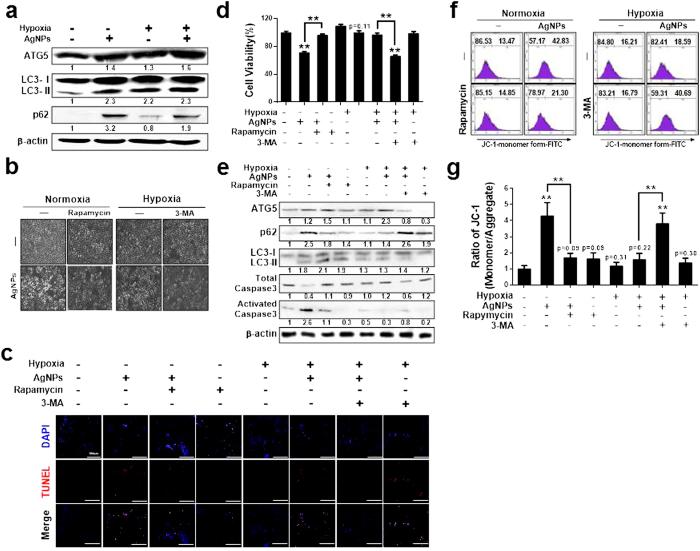 https://cdn.ncbi.nlm.nih.gov/pmc/blobs/ceb1/4751501/ab9108745fed/srep21688-f7.jpg