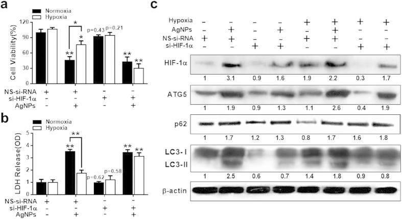 https://cdn.ncbi.nlm.nih.gov/pmc/blobs/ceb1/4751501/e95250b6a638/srep21688-f6.jpg