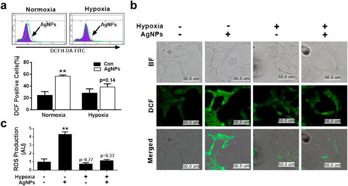 https://cdn.ncbi.nlm.nih.gov/pmc/blobs/ceb1/4751501/ed6b83d5f75f/srep21688-f3.jpg