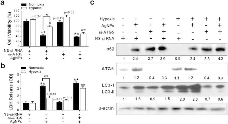 https://cdn.ncbi.nlm.nih.gov/pmc/blobs/ceb1/4751501/ff66bd9033c9/srep21688-f8.jpg