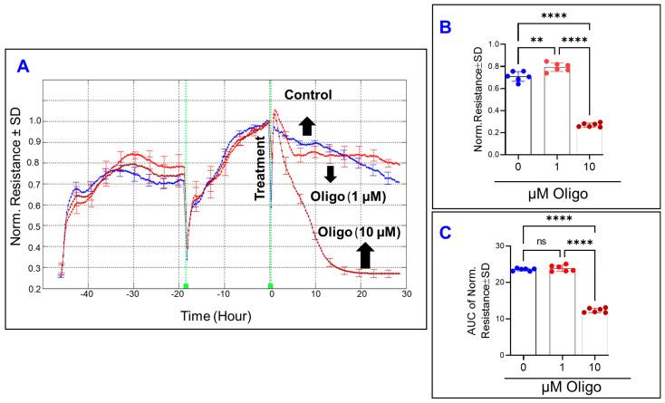 https://cdn.ncbi.nlm.nih.gov/pmc/blobs/ceb3/9776835/bdab6eea7ee7/cells-11-04128-g006.jpg
