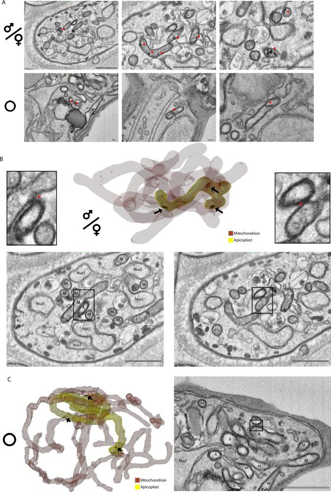 https://cdn.ncbi.nlm.nih.gov/pmc/blobs/ceb4/11695595/8e89f250fa58/41467_2024_55413_Fig5_HTML.jpg